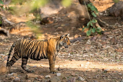 photo of Mukundara Hills National Park